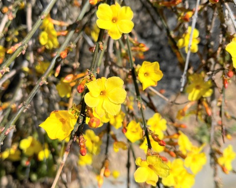 hana04