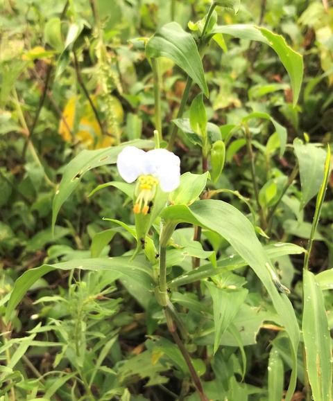 005
