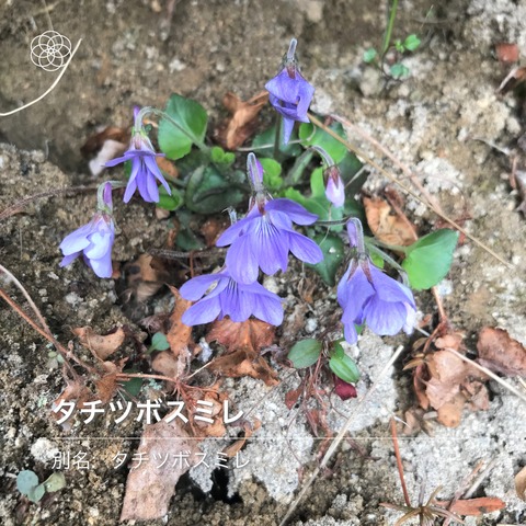 tatitubosumire2