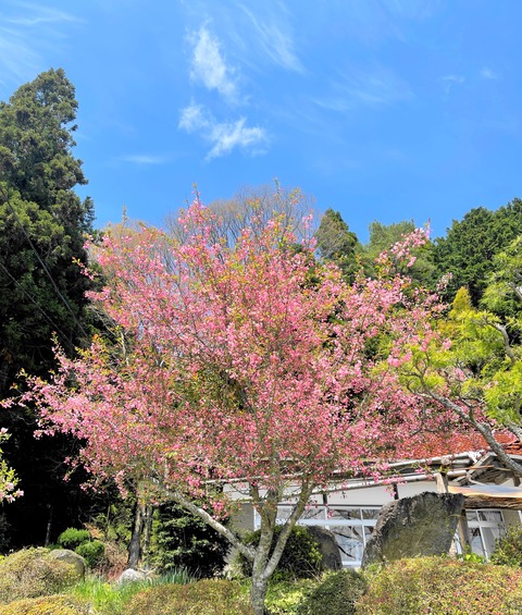 hanakaidou1