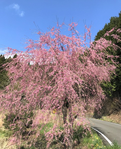 sakura5