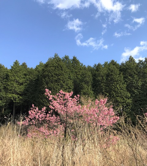 sakura7