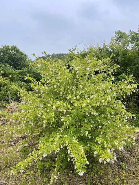 ibotanoki1