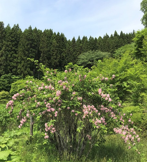 taniutugi1