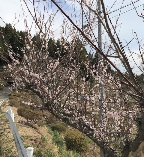 ume1