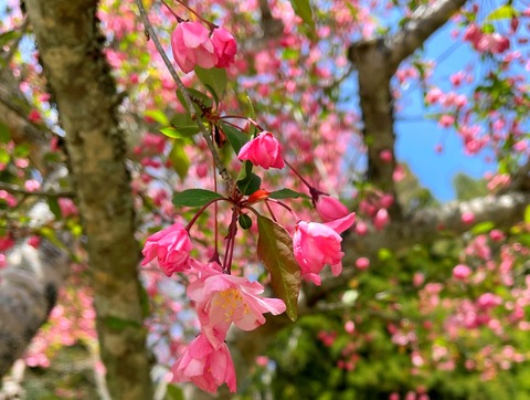 hanakaidou2