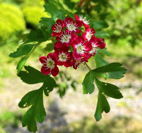 sannzasi03
