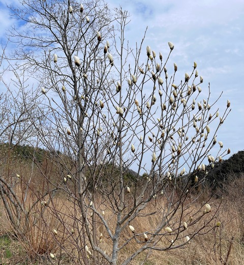 mokurenn01