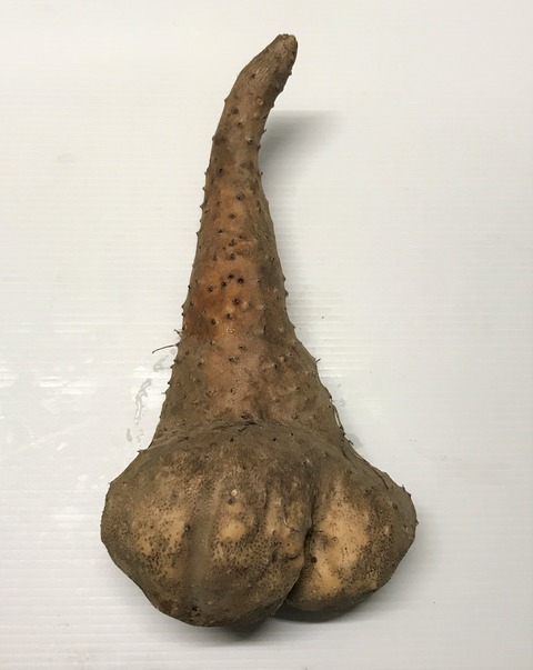 guratann1