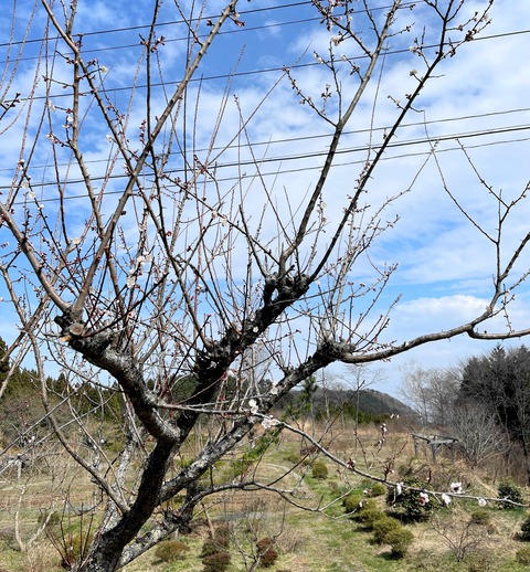 ume01