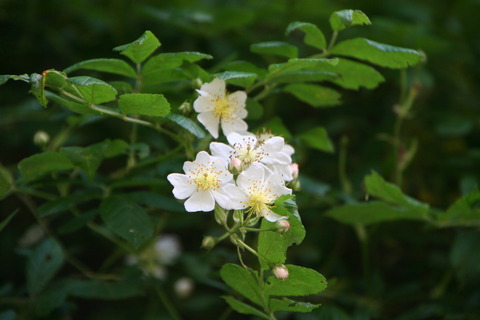 noibara1