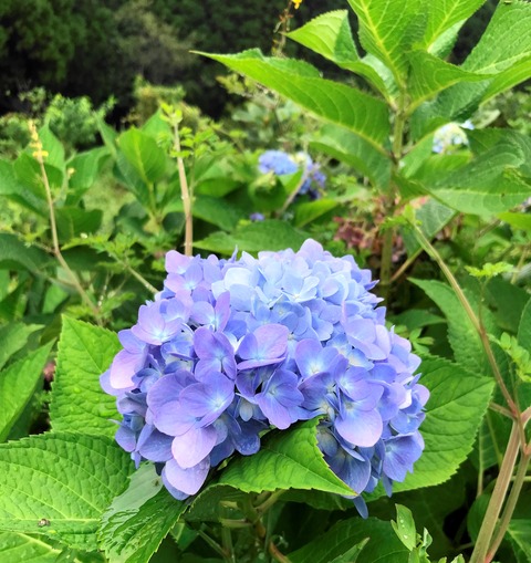 honnajisai2