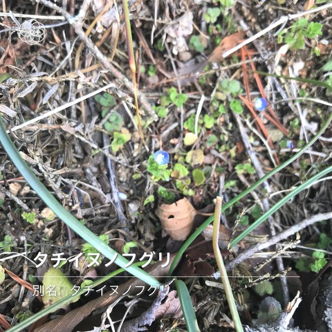 fuguri1