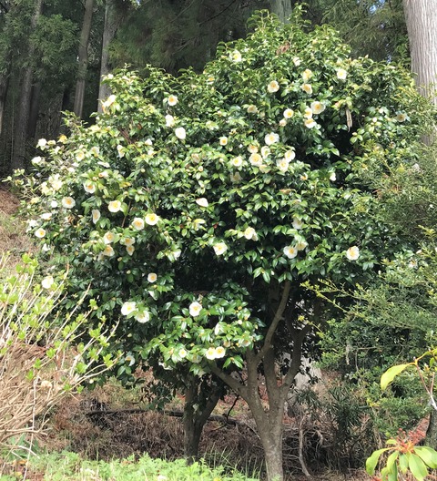 sirotubaki