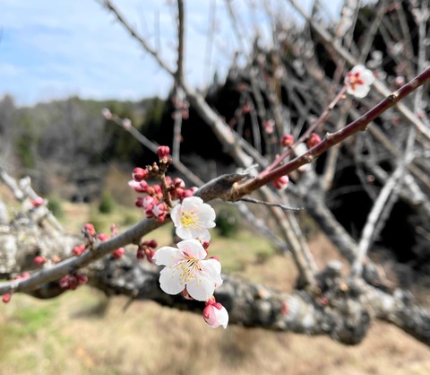 ume02