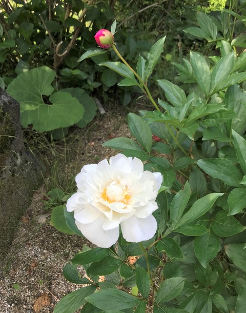 syakuyaku1
