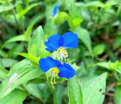 tuyukusa3