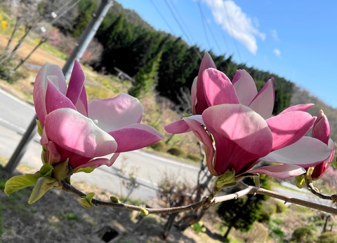 mokurenn2