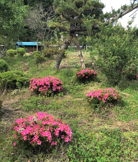 satuki