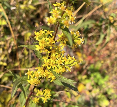 akinokirinnsou02