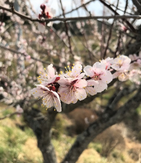 ume2