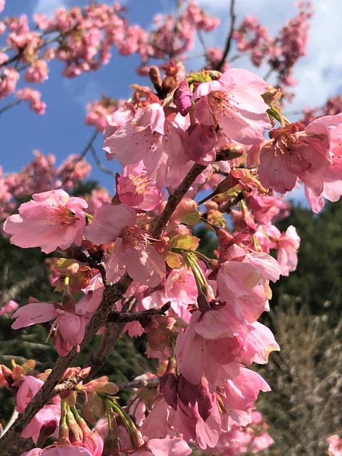 sakura8