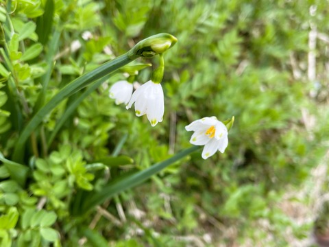 004