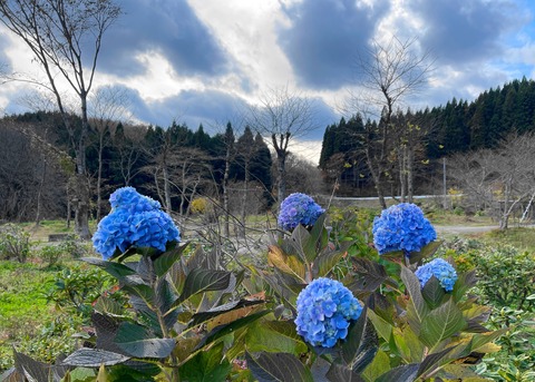 ajisai