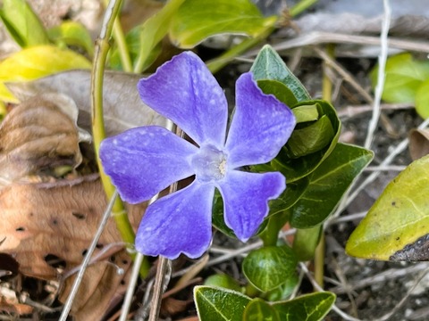 009