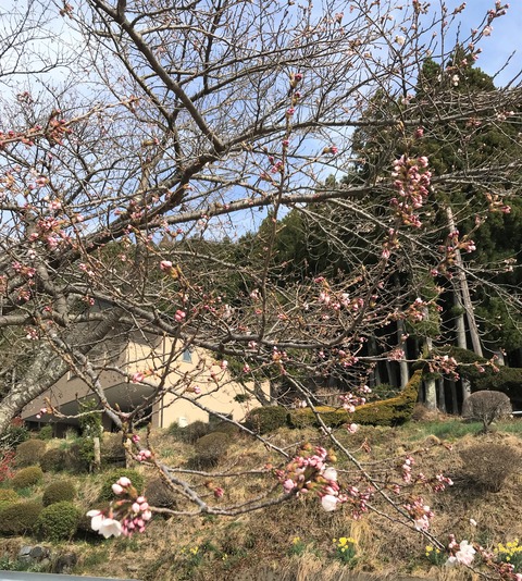 sakura1