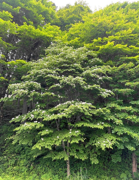 yamabousi1