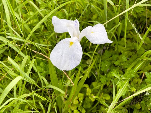 003