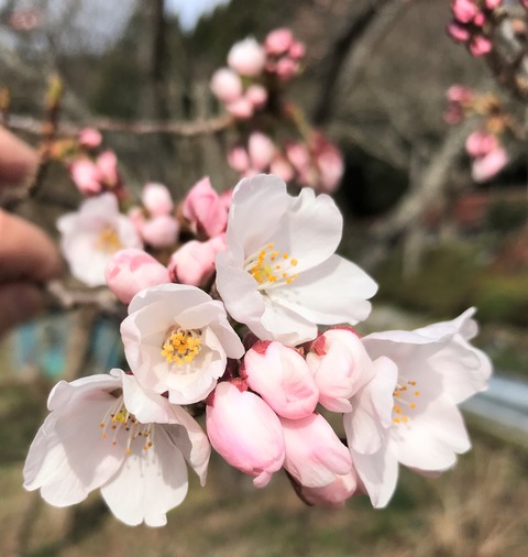 sakura2