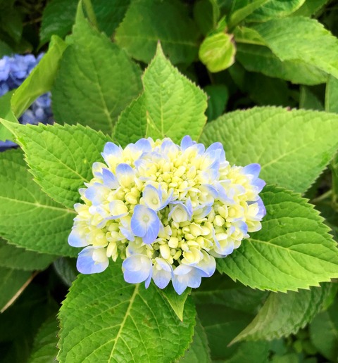 honnajisai1