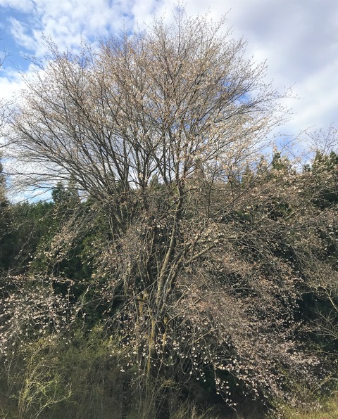 sakura2