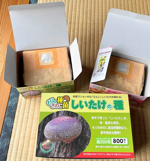 kinoko02