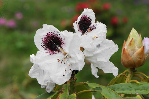 moyou1