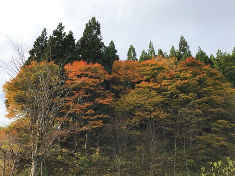 kouyou3