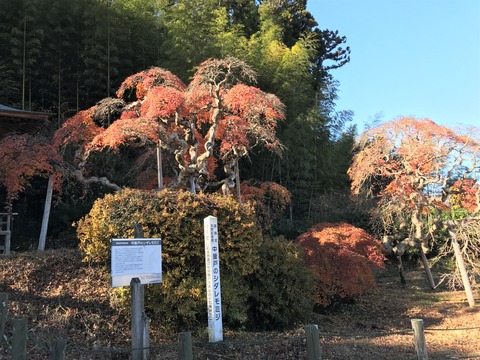 momiji1