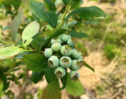 buru-beri-1
