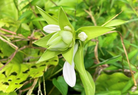 gibousi01