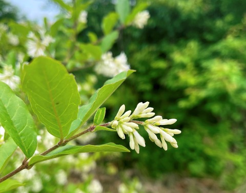 ibotanoki2