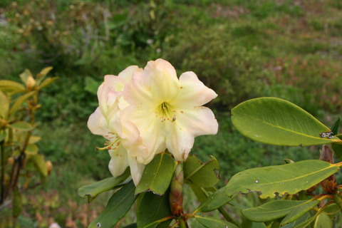 syakunage4