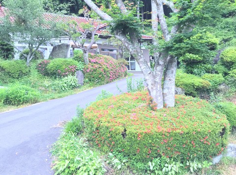 satuki2 (1)