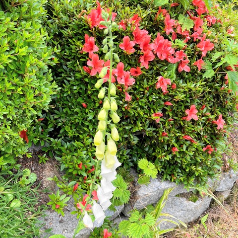 jikitarisu1
