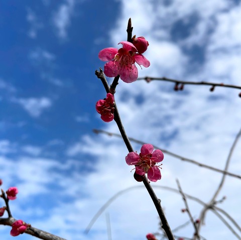 ume05