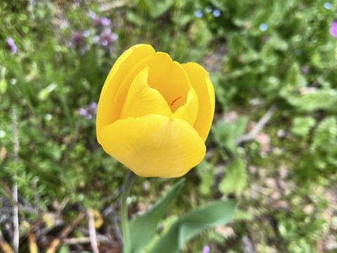 003