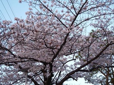 桜1