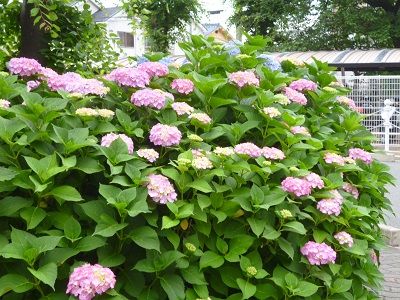 紫陽花1