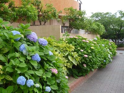 紫陽花2